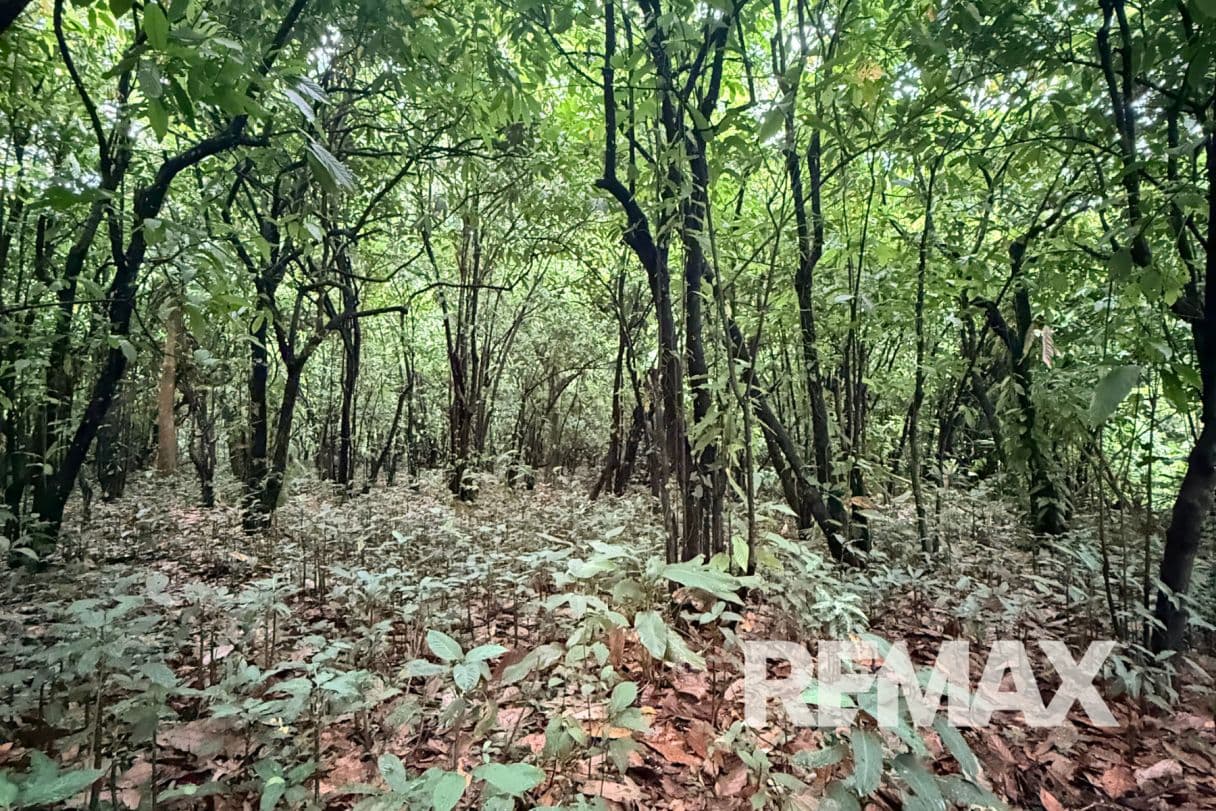 Turnkey Cacao Farm for Sale in Northern Costa Rica 71 Acres, photo 18