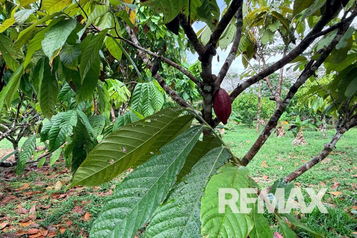 Turnkey Cacao Farm for Sale in Northern Costa Rica 71 Acres, photo 11