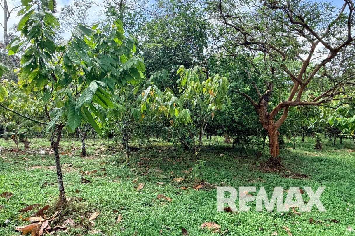 Turnkey Cacao Farm for Sale in Northern Costa Rica 71 Acres, photo 8