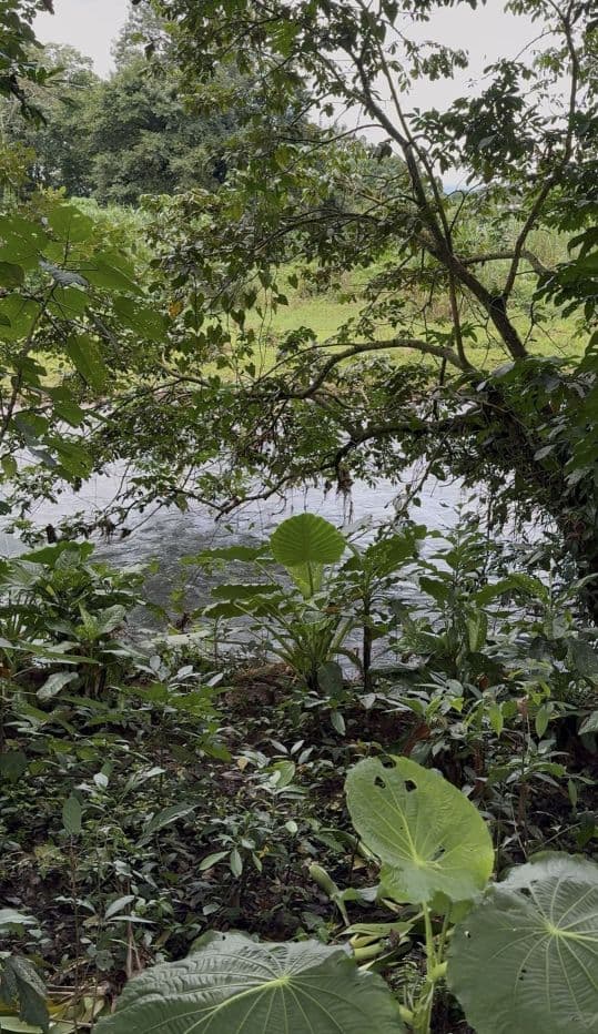Riverside Land Just 5 Miles from La Fortuna – 6,284 m², photo 6