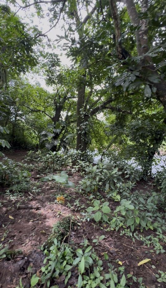 Riverside Land Just 5 Miles from La Fortuna – 6,284 m², photo 8