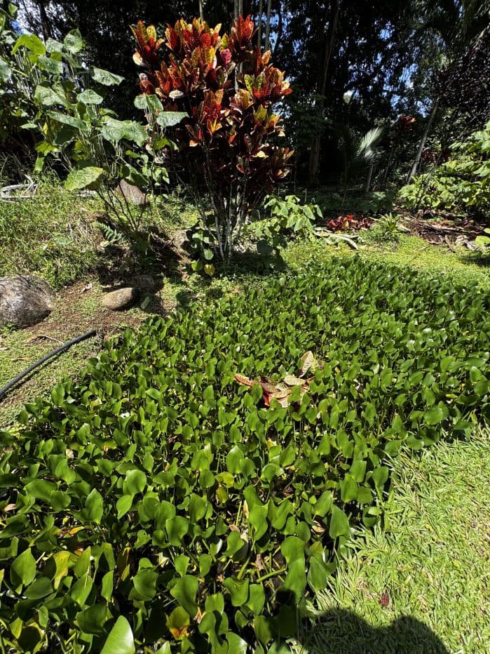 Property with Restaurant and Cabins for Sale near La Fortuna Costa Rica, photo 2