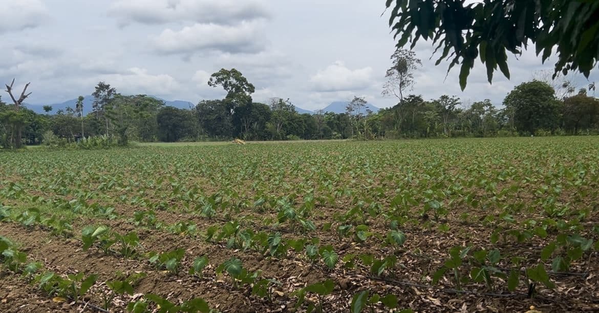 12.87 Acre Fertile Farm with Arenal Volcano Views & Agricultural Potential in La Fortuna, photo 10