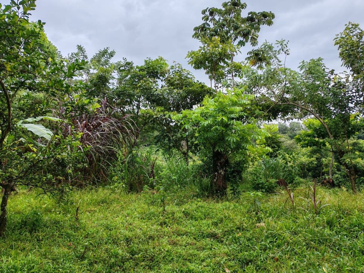 PROPERTY FOR SALE – BIJAGUA, GUANACASTE, photo 2