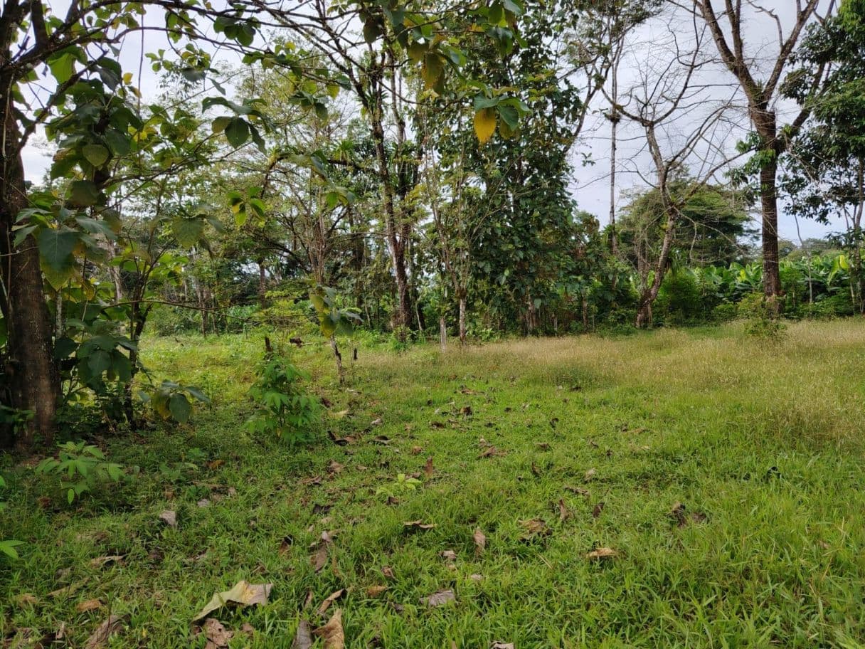 Contry Farm in Guanacaste – Bijagua, Buena Vista, photo 6