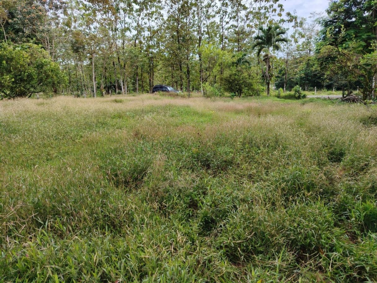 Contry Farm in Guanacaste – Bijagua, Buena Vista, photo 7