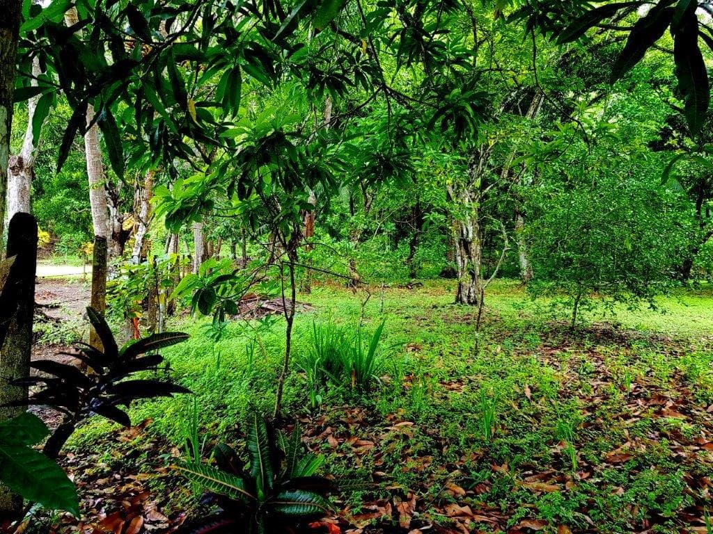 Jaco Beach Large River Lot by the Shore, photo 11