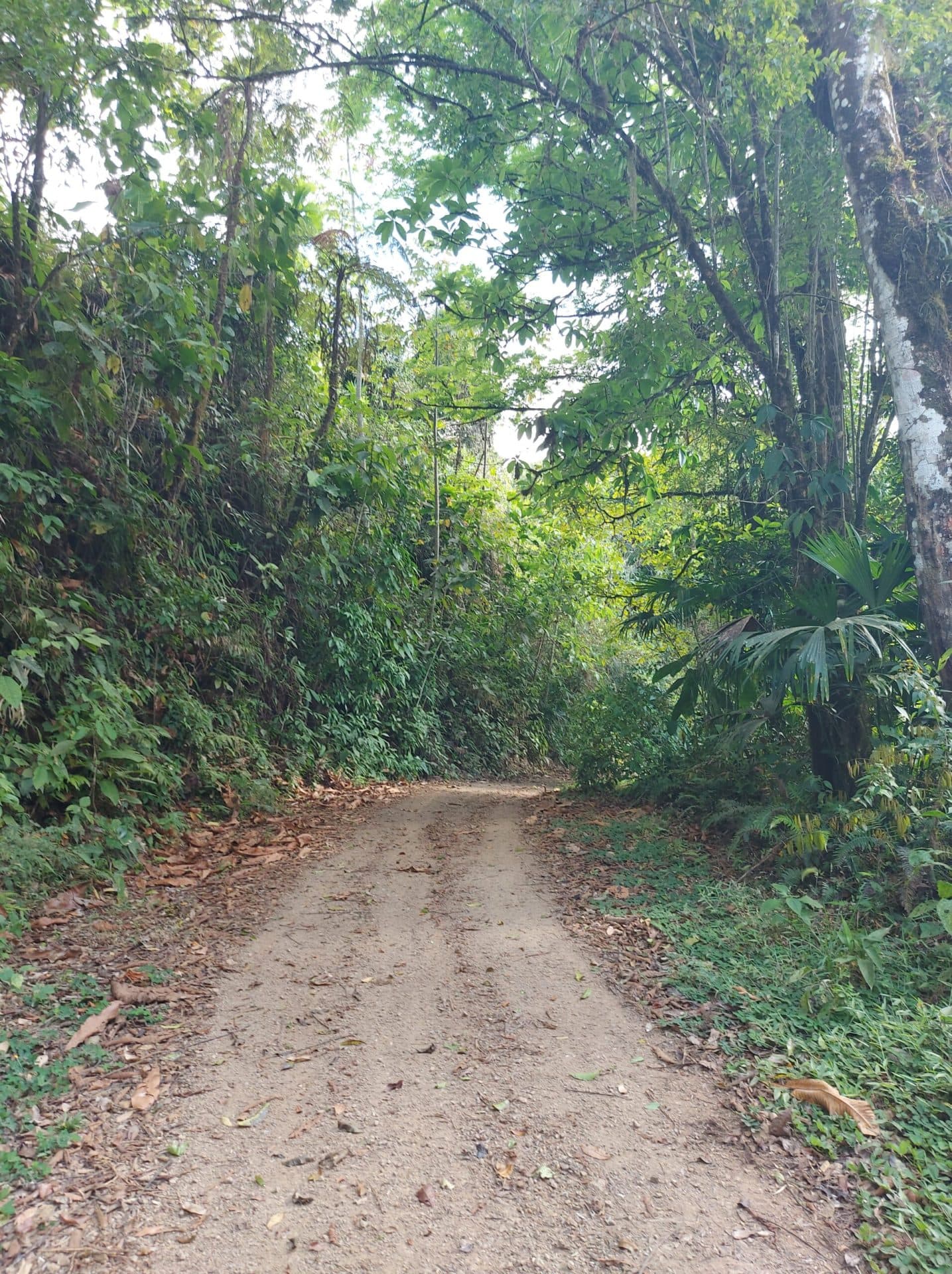 Ocean view teak farm with river & waterfalls, photo 22