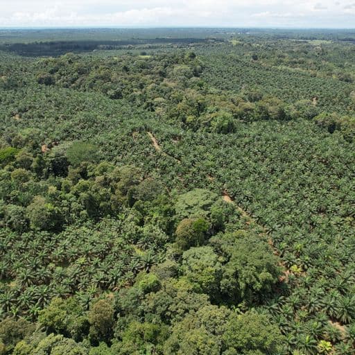 Very profitable palm oil plantation, photo 3