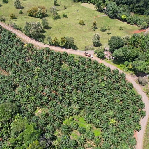 Very profitable palm oil plantation, photo 4