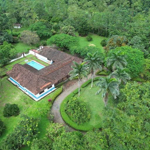 Very profitable palm oil plantation, photo 5