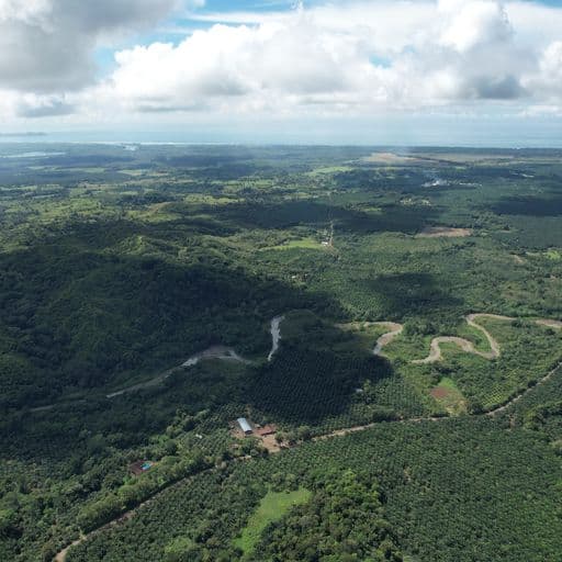 Very profitable palm oil plantation, photo 7