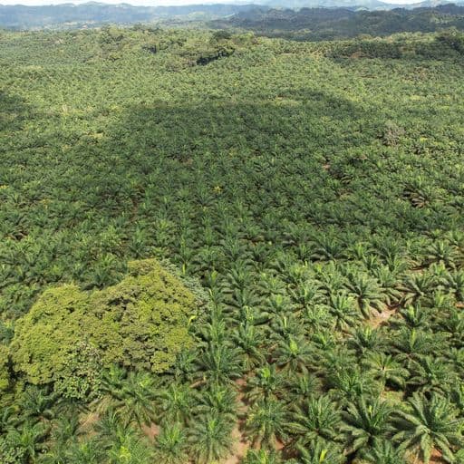 Very profitable palm oil plantation, photo 6