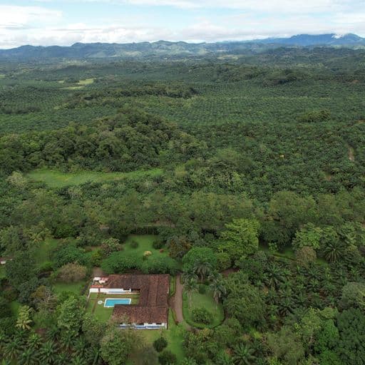Very profitable palm oil plantation, photo 8