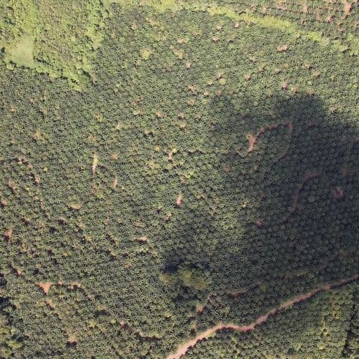 Very profitable palm oil plantation, photo 25