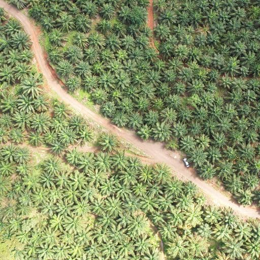 Very profitable palm oil plantation, photo 10