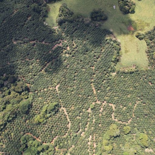 Very profitable palm oil plantation, photo 11