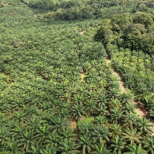 Very profitable palm oil plantation, photo 14