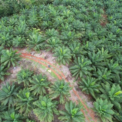 Very profitable palm oil plantation, photo 9