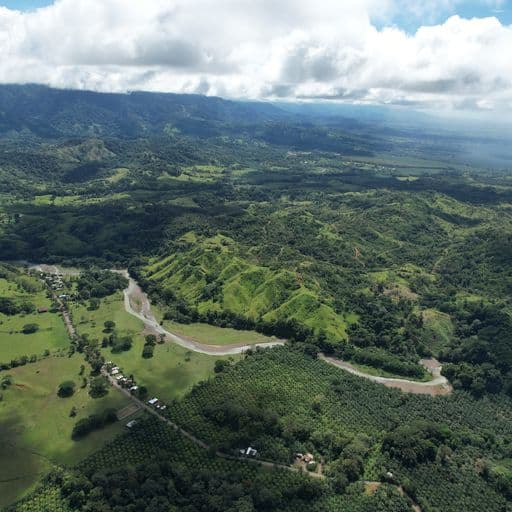 Very profitable palm oil plantation, photo 12