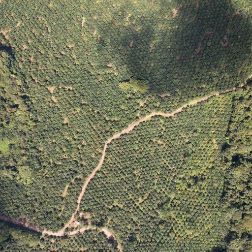Very profitable palm oil plantation, photo 2
