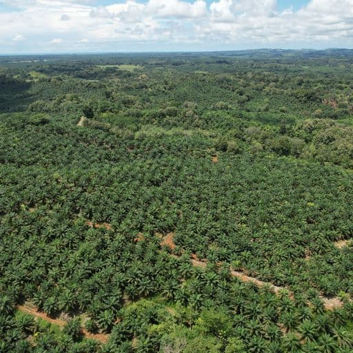 Very profitable palm oil plantation, photo 13