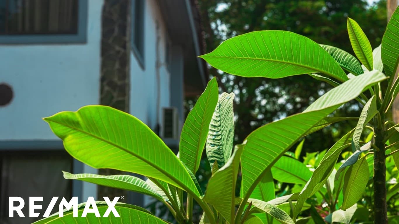 KAWAMA PROPERTY / PUNTARENAS, photo 8