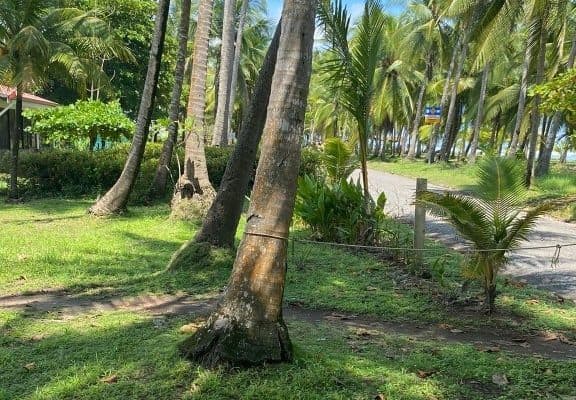Bejuco Beach Front Home, photo 4