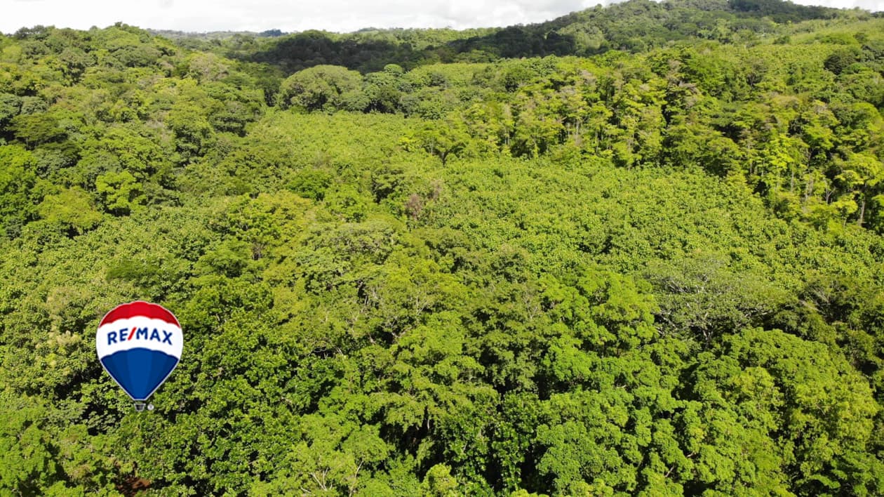 Exotic hardwood farms | Teak plantation | Land bank opportunity, photo 3