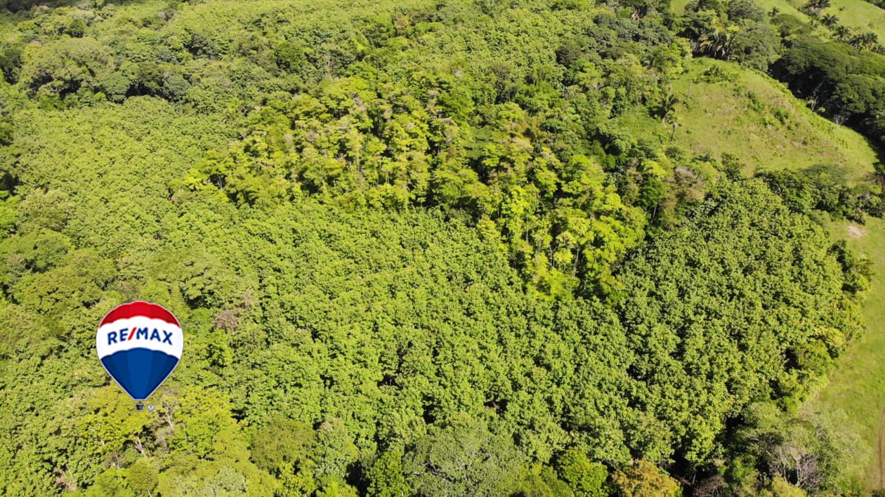 Exotic hardwood farms | Teak plantation | Land bank opportunity, photo 4
