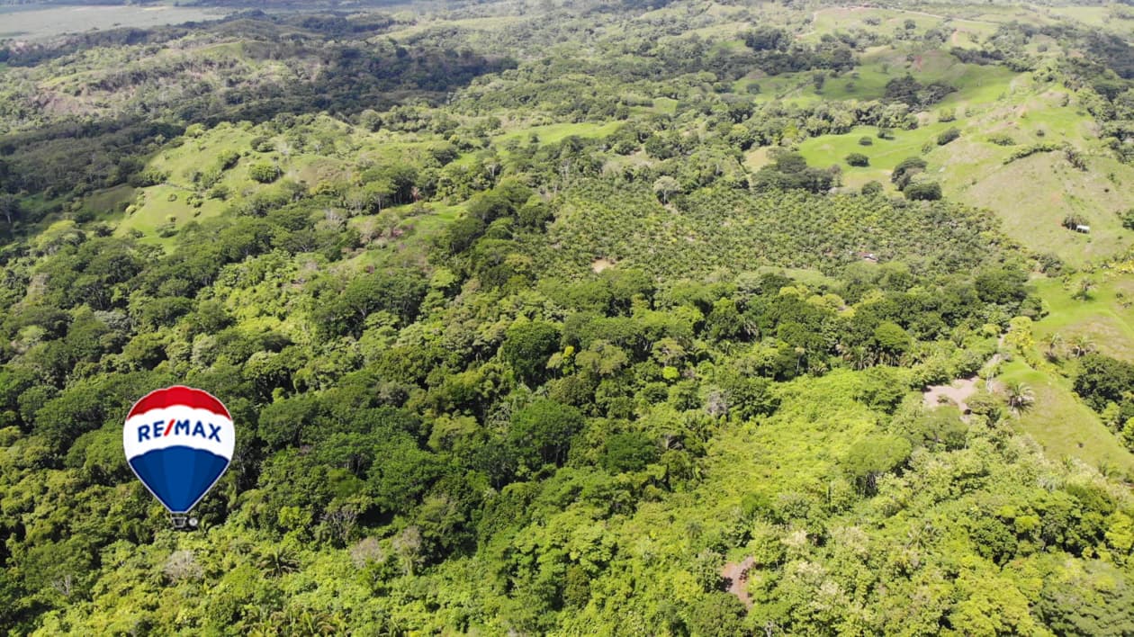Exotic hardwood farms | Teak plantation | Land bank opportunity, photo 7