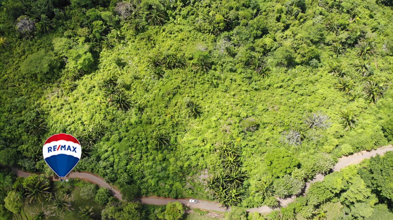 Exotic hardwood farms | Teak plantation | Land bank opportunity, photo 10