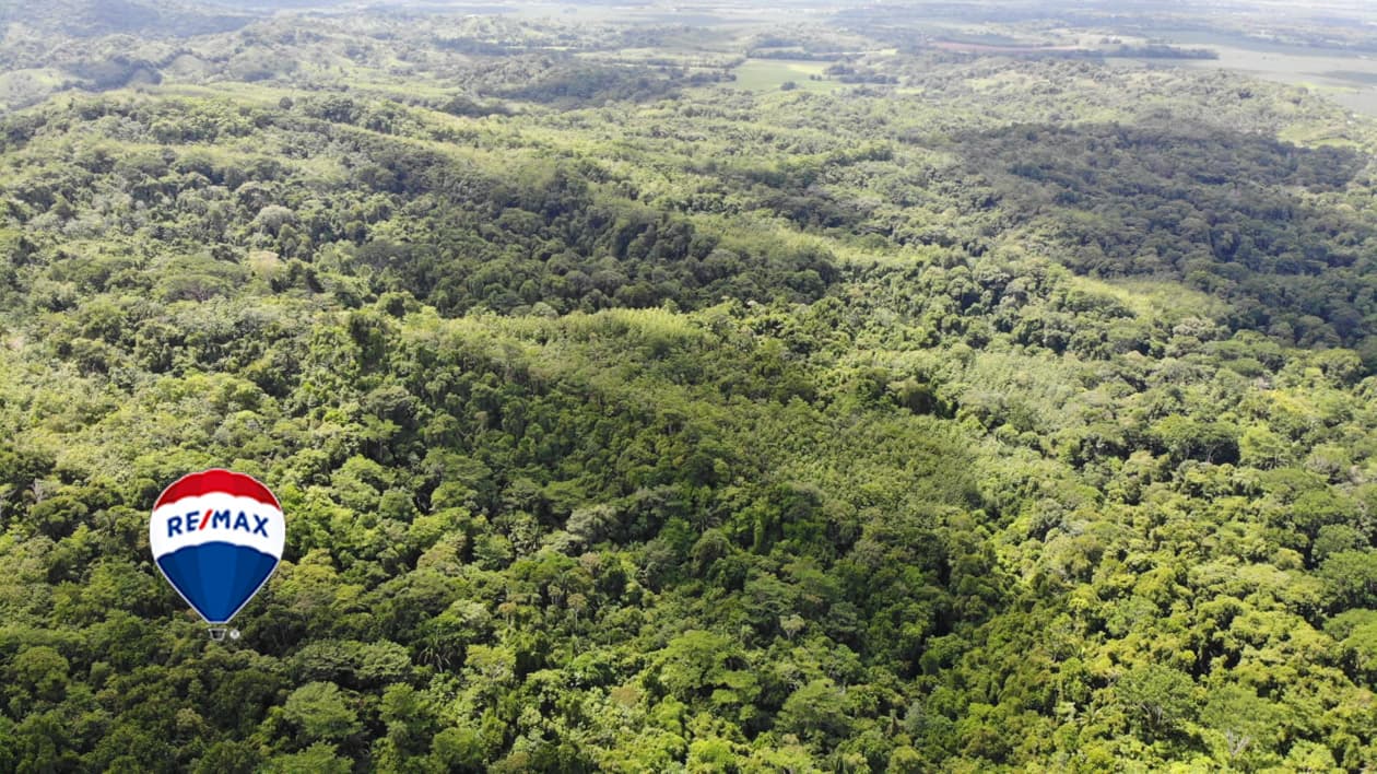 Exotic hardwood farms | Teak plantation | Land bank opportunity, photo 12