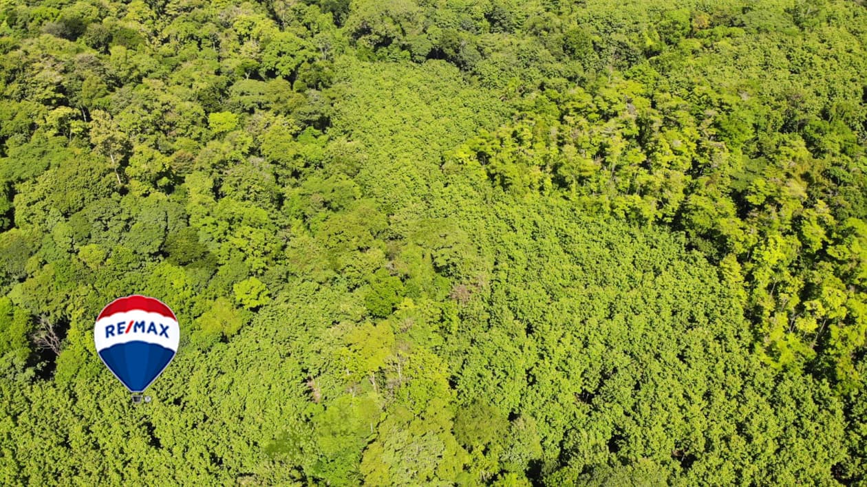 Exotic hardwood farms | Teak plantation | Land bank opportunity, photo 15