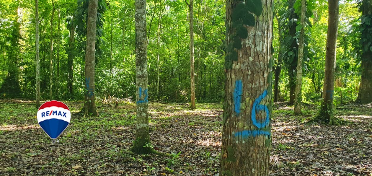 Exotic hardwood farms | Teak plantation | Land bank opportunity, photo 18