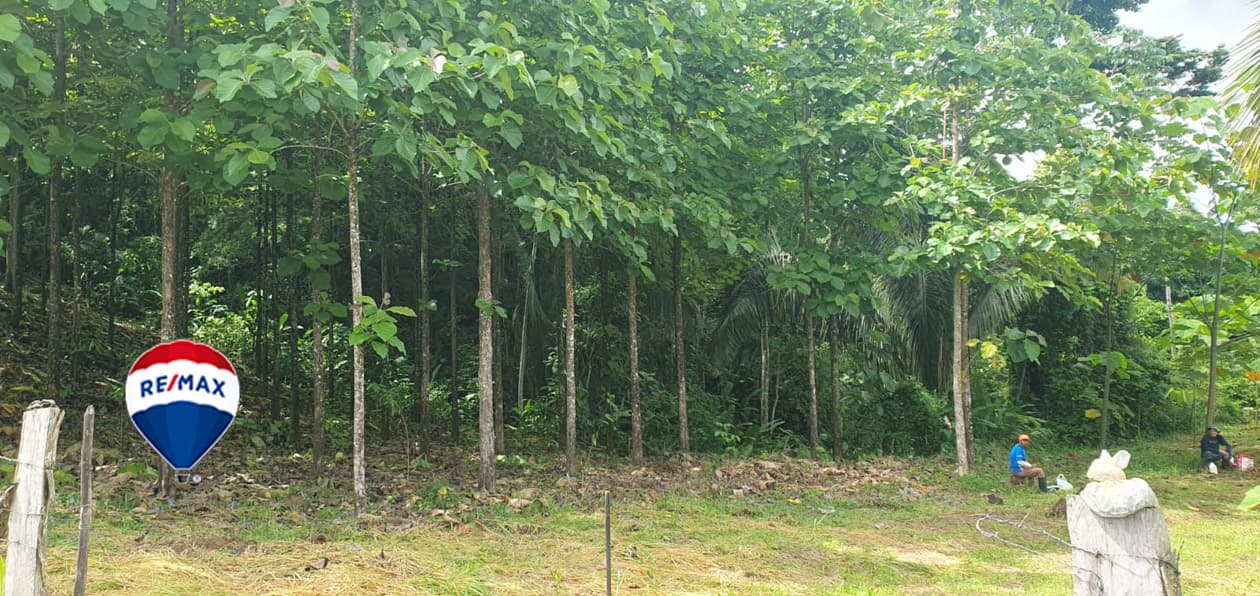 Exotic hardwood farms | Teak plantation | Land bank opportunity, photo 20