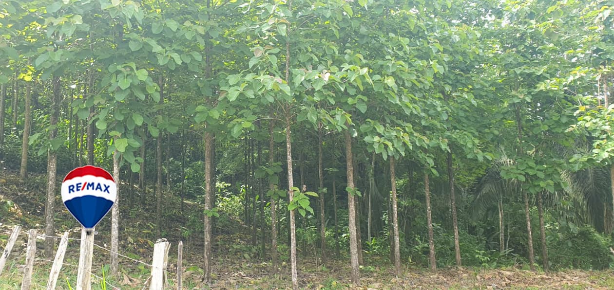 Exotic hardwood farms | Teak plantation | Land bank opportunity, photo 24