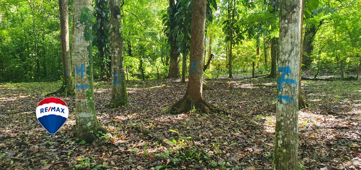 Exotic hardwood farms | Teak plantation | Land bank opportunity, photo 25