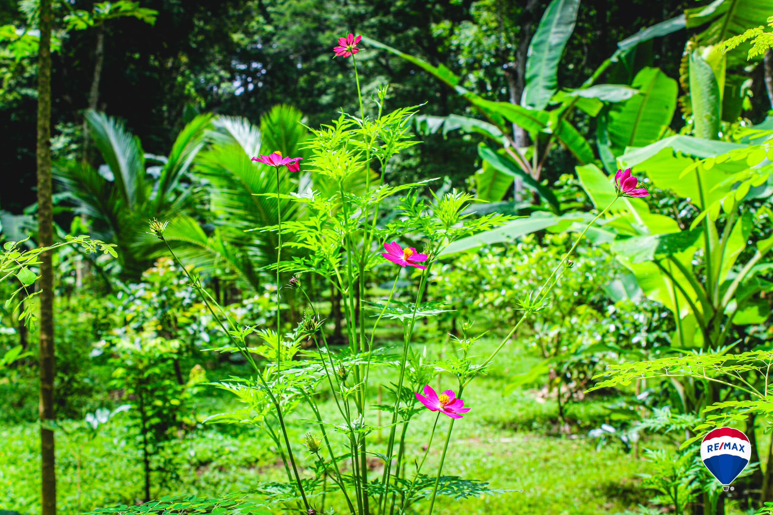 Enchanting Riverside Lot in Playa Hermosa with Waterfalls and Abundant Wildlife, photo 17