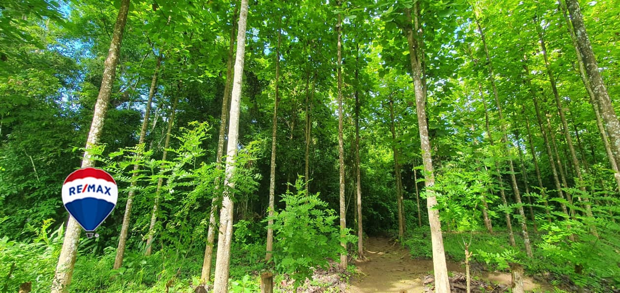 Professionally Planted and Managed Hardwood Plantation | Two of Four | Bird 94