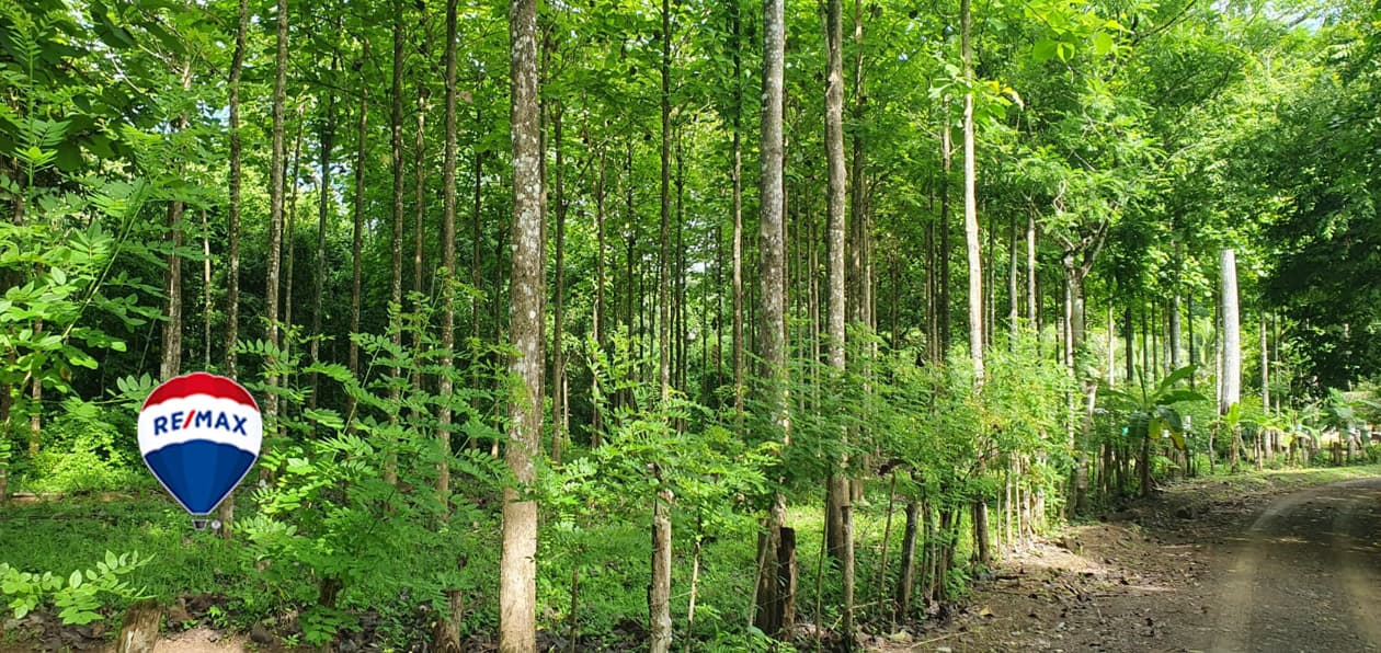 Professionally Planted and Managed Hardwood Plantation | Two of Four | Bird 94, photo 2