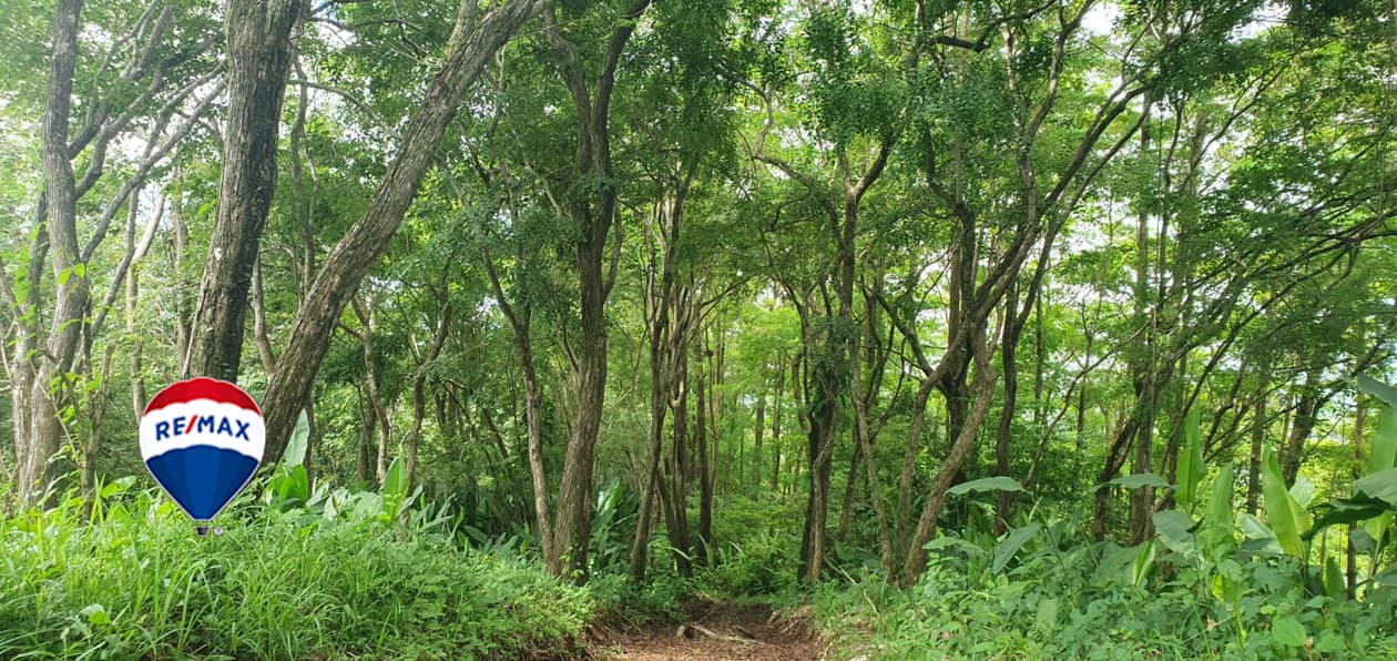 Professionally Planted and Managed Hardwood Plantation | One of Four | Bird 96