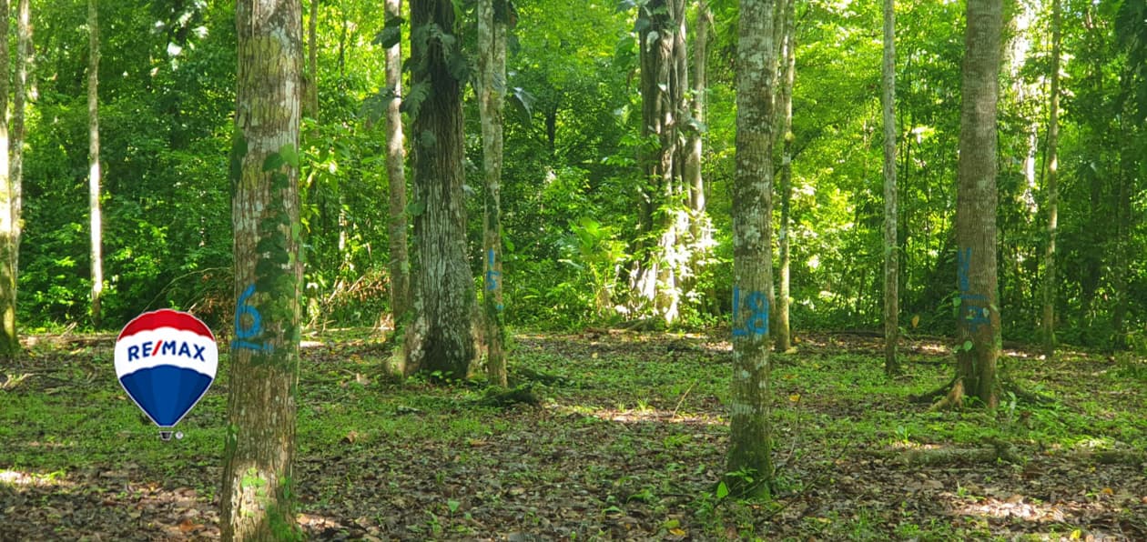 Professionally Planted and Managed Hardwood Plantation | Two of Four | Bird 94, photo 7