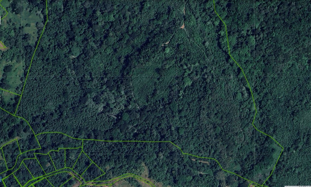 Professionally Planted and Managed Hardwood Plantation | One of Four | B&A, photo 11