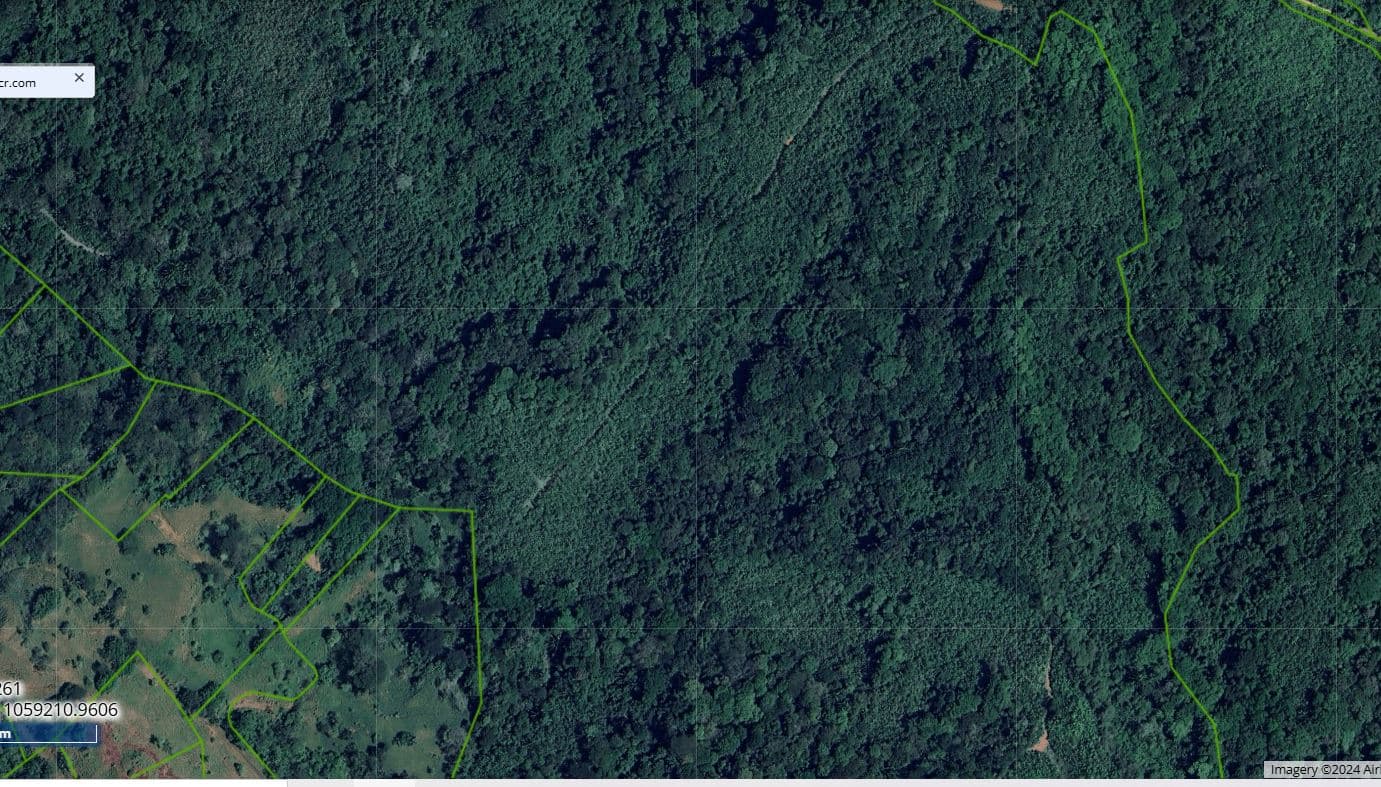 Professionally Planted and Managed Hardwood Plantation | One of Four | B&A, photo 12
