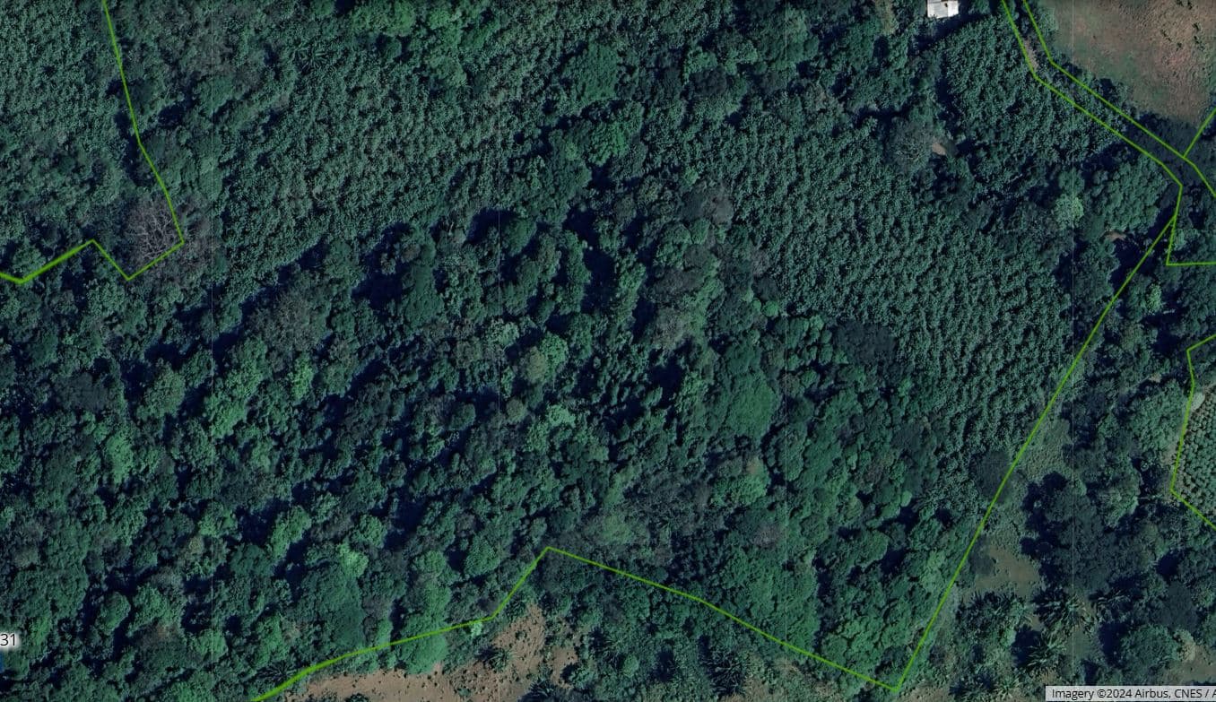 Professionally Planted and Managed Hardwood Plantation | Two of Four | Bird 94, photo 8