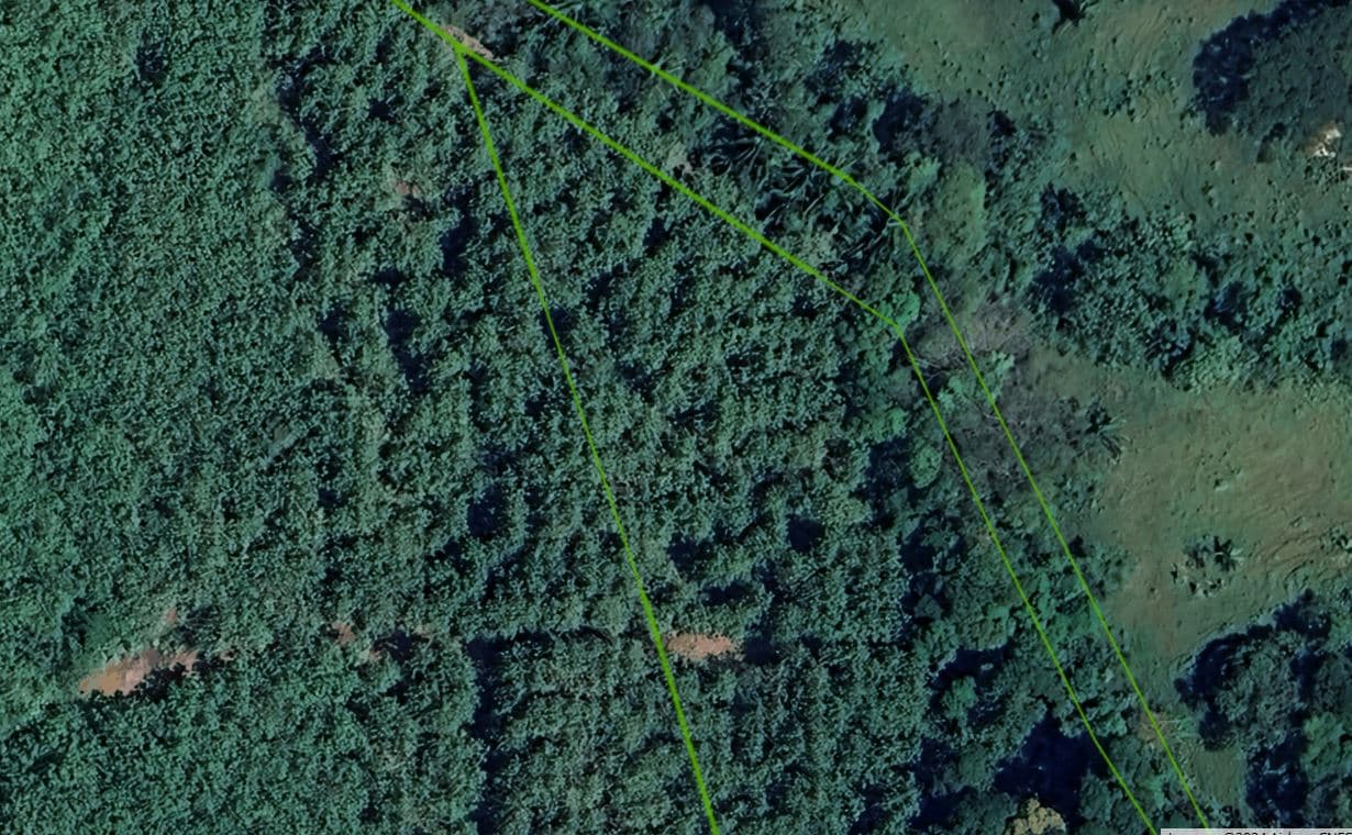 Professionally Planted and Managed Hardwood Plantation | Two of Four | Bird 94, photo 10