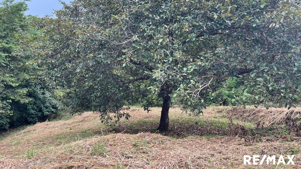 Large Flat Property, photo 20