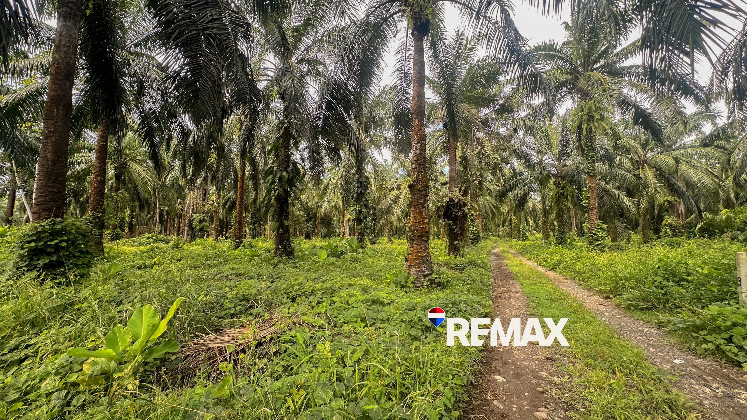 Affordable Beach Lots – 5000m2 in Esterillos, photo 4