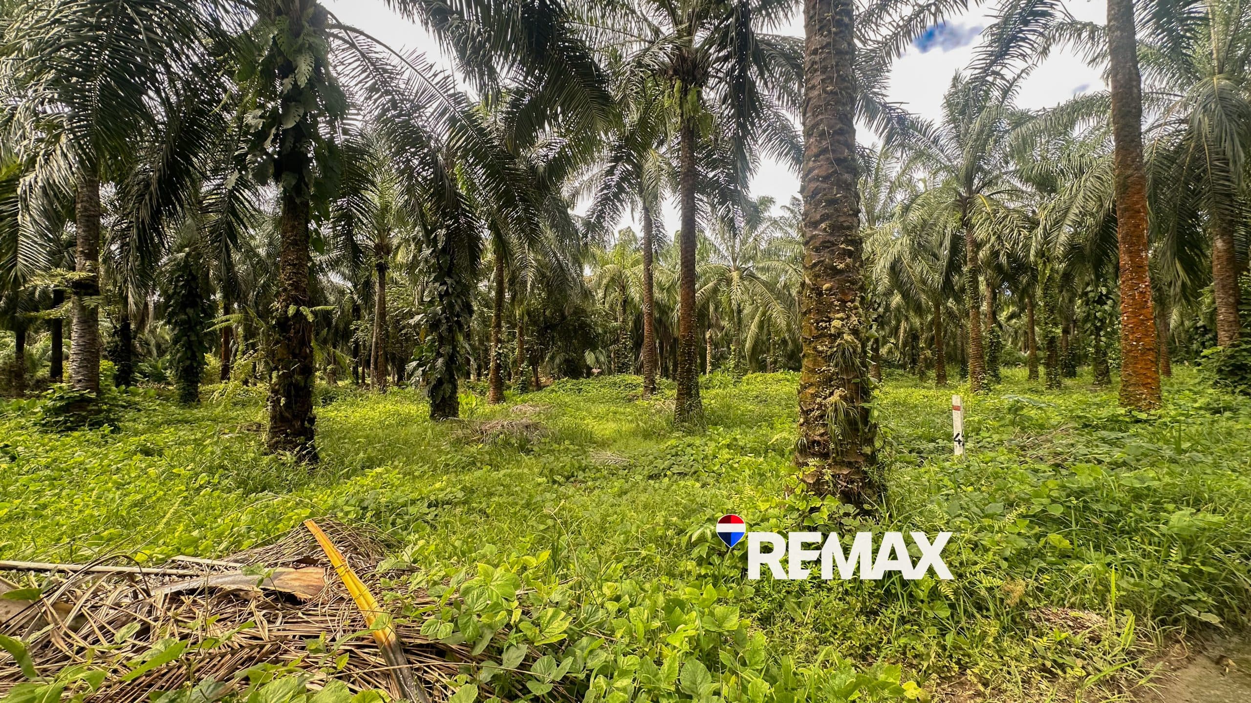 Affordable Beach Lots – 5000m2 in Esterillos, photo 5
